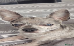 Chihuahua dogs for stud: Chihuahua for stud, grey merle - Image 2