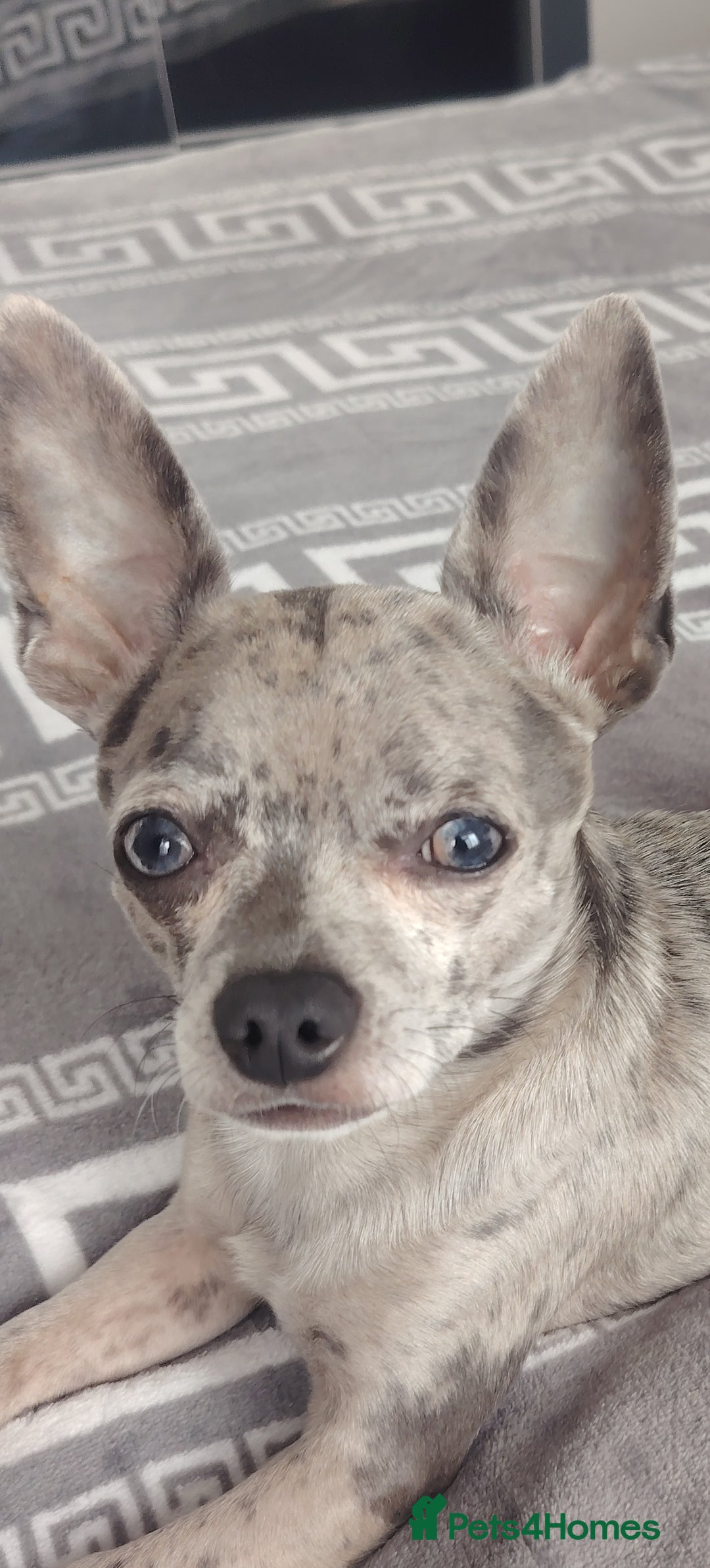 Chihuahua dogs for stud: Chihuahua for stud, grey merle - Image 2