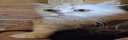Persian cats for sale: 2 year old persian - Advert 3
