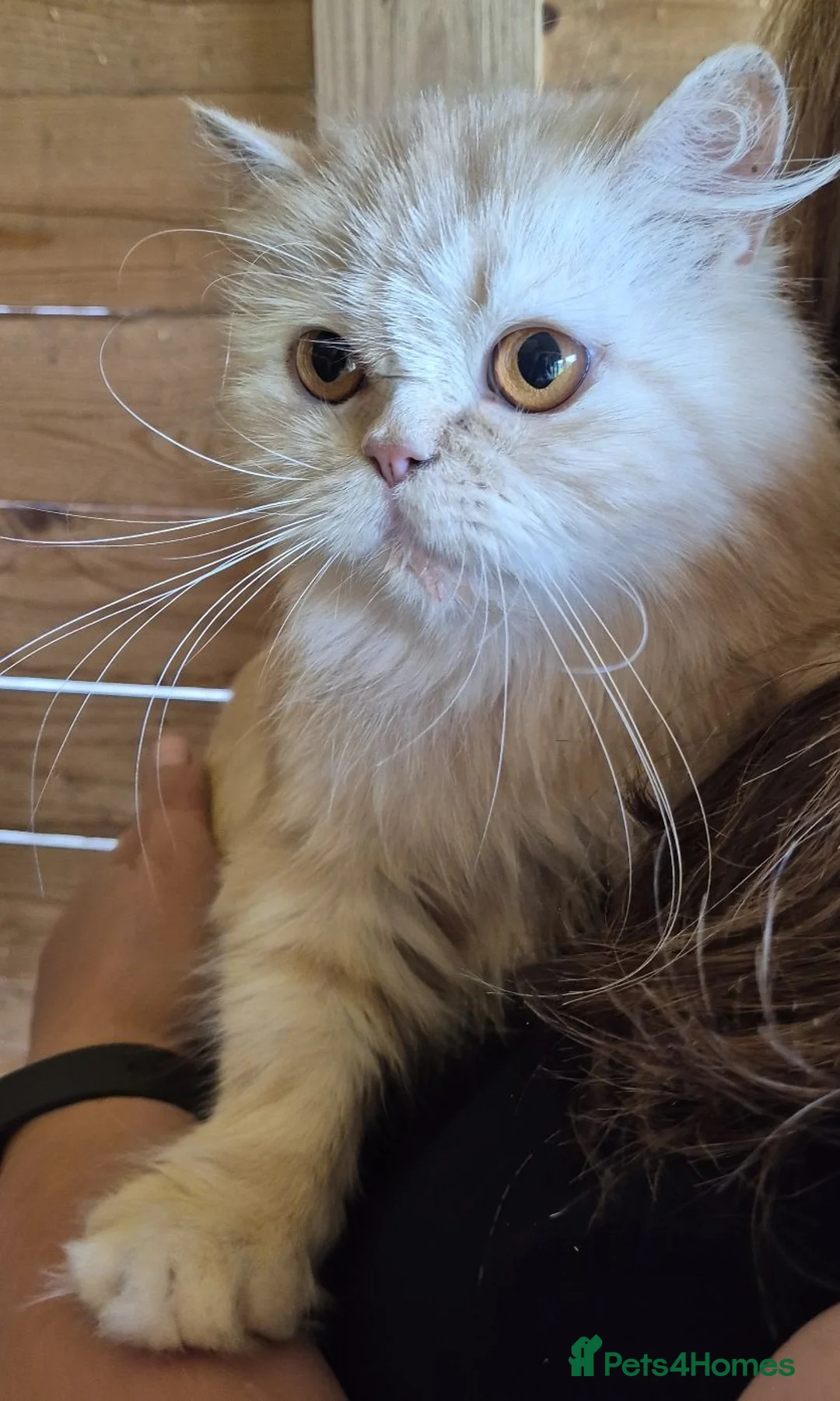 Persian cats for sale: 2 year old persian - Advert 3