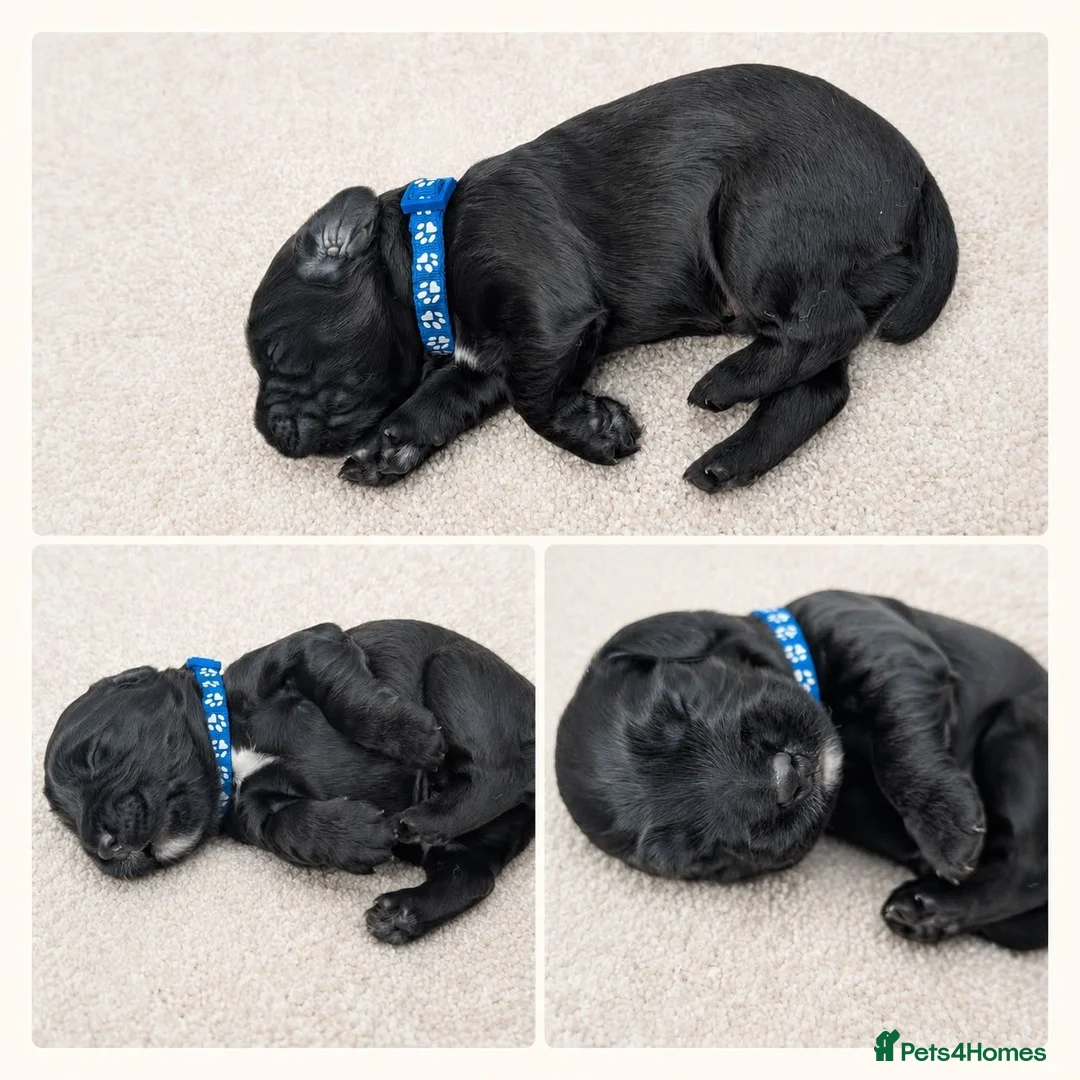 Cocker Spaniel dogs for sale: KC Registered FTCH bloodline Working Cocker Pups - Advert 2