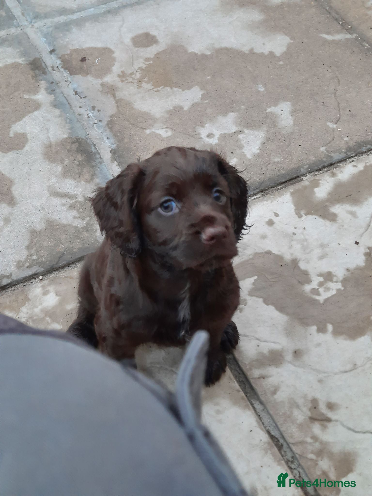 Cocker Spaniel dogs kc reg working cocker spaniel puppies - Advert 1