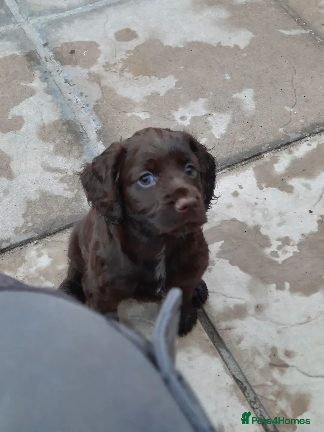 Cocker Spaniel dogs for sale: kc reg working cocker spaniel puppies - Advert 1