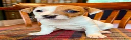 Jack Russell dogs for sale: Traditional Jack Russell Terriers  - Advert 5