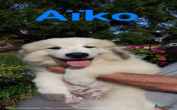 Pyrenean Mountain Dog dogs for sale: Beautiful Pyrenean Mountain Dogs puppies for sale - Image 3