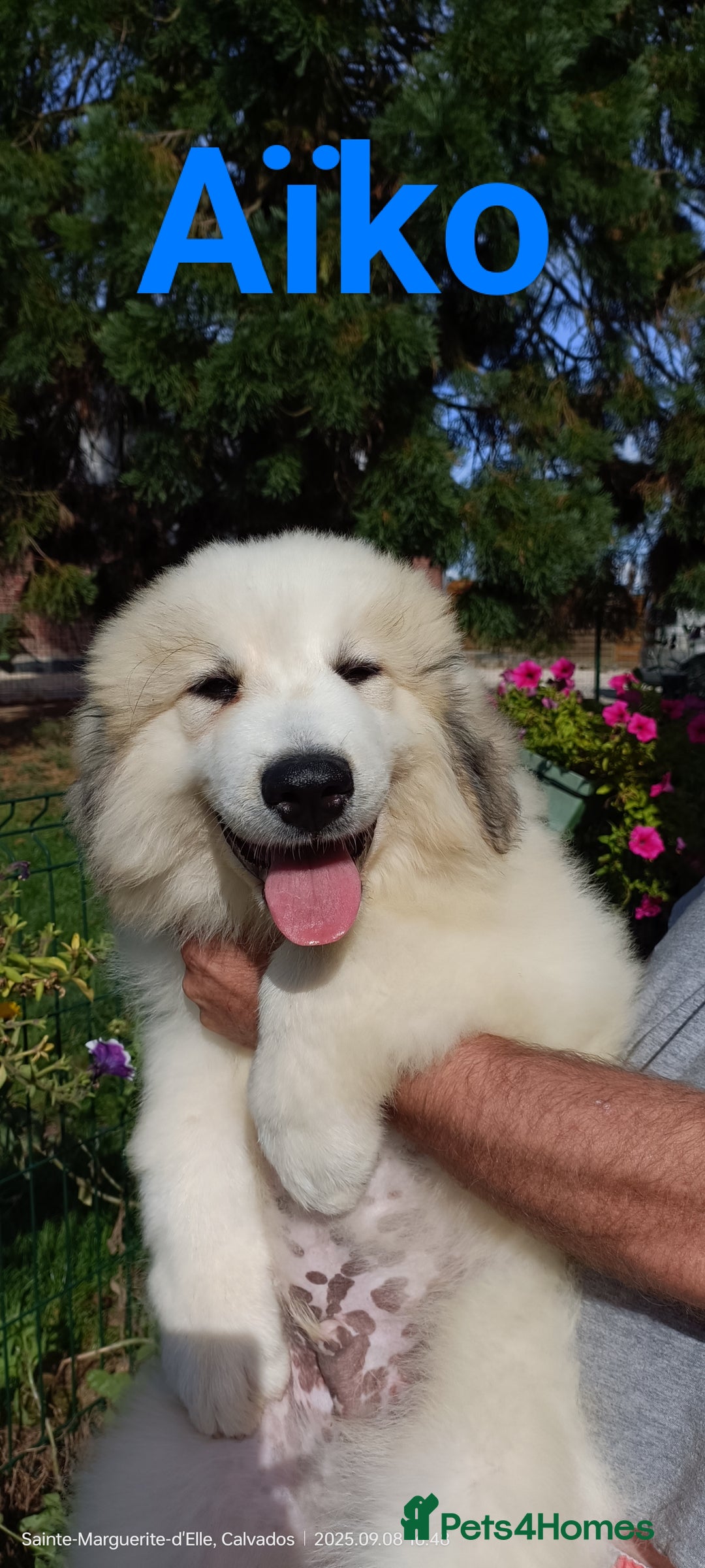 Pyrenean Mountain Dog dogs for sale: Beautiful Pyrenean Mountain Dogs puppies for sale - Image 3