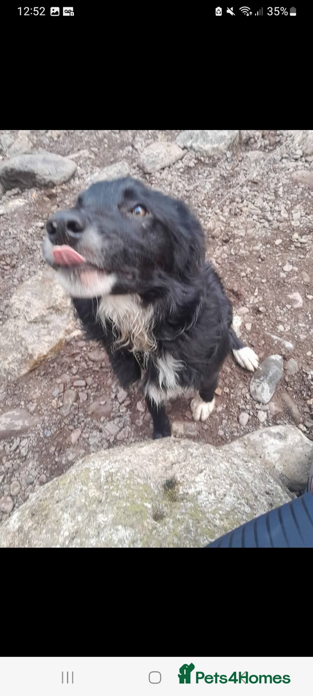 Border Collie dogs for sale: Border collie male 2 years old - Image 3