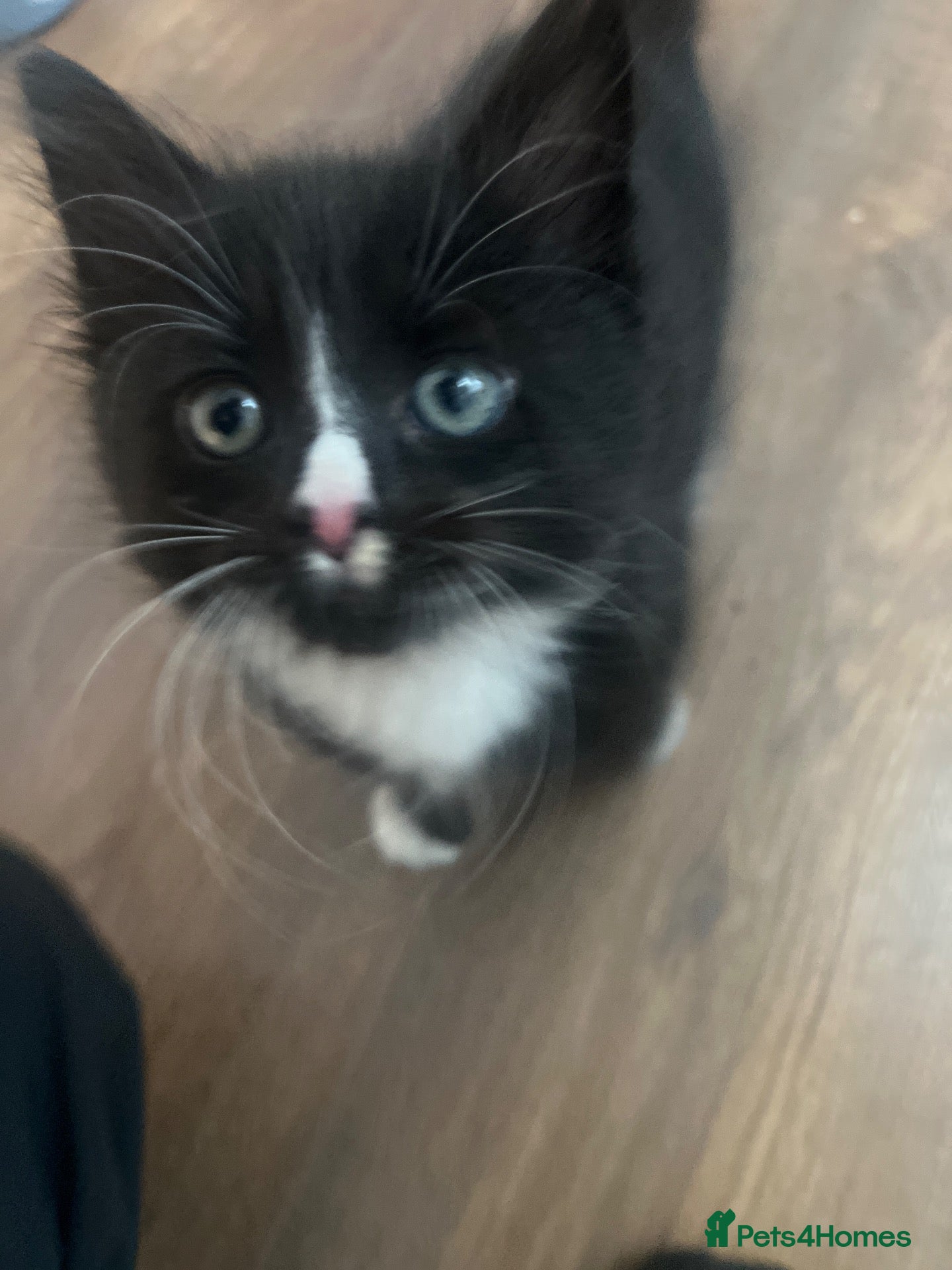 Mixed Breed cats Beautiful mixed breed kitten 9 weeks  - Advert 1