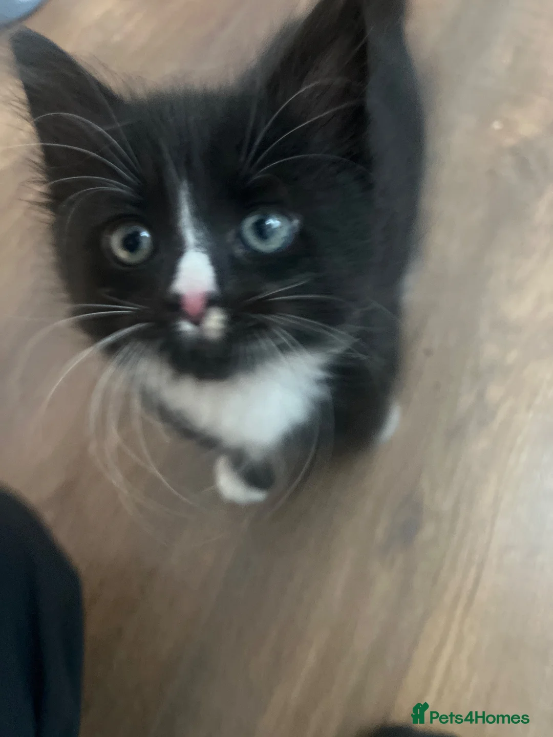 Mixed Breed cats for sale: Beautiful mixed breed kitten 9 weeks  - Advert 1