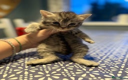 Mixed Breed cats for sale: 6 British Shorthair cross kittens  - Image 5