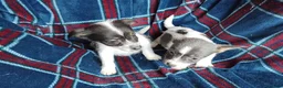 Jack Russell dogs for sale: Jack russell pups for sale - Advert 15