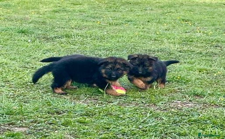 German Shepherd dogs - Advert 2
