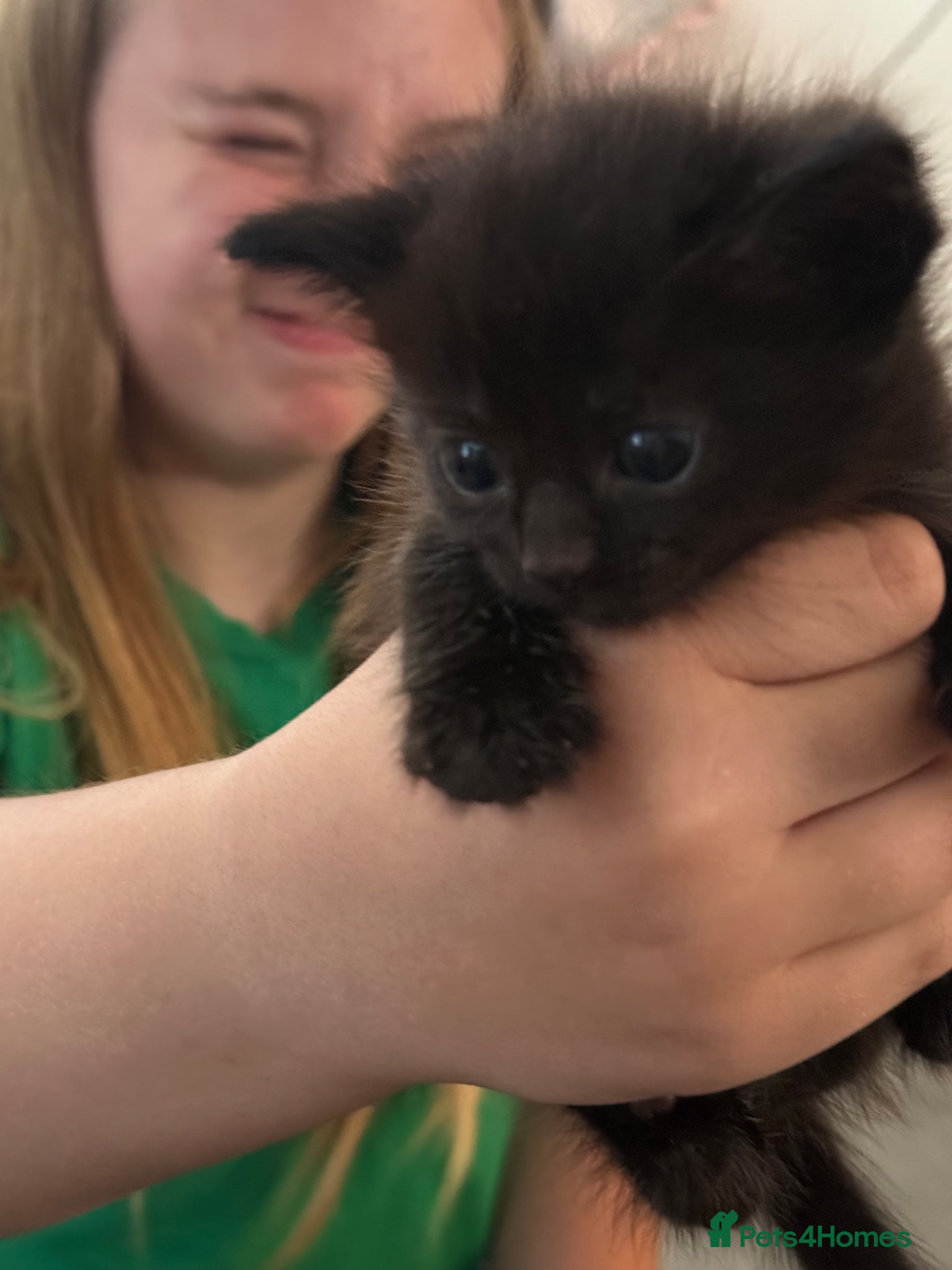 Mixed Breed cats Gorgeous fluffy kittens  - Advert 1