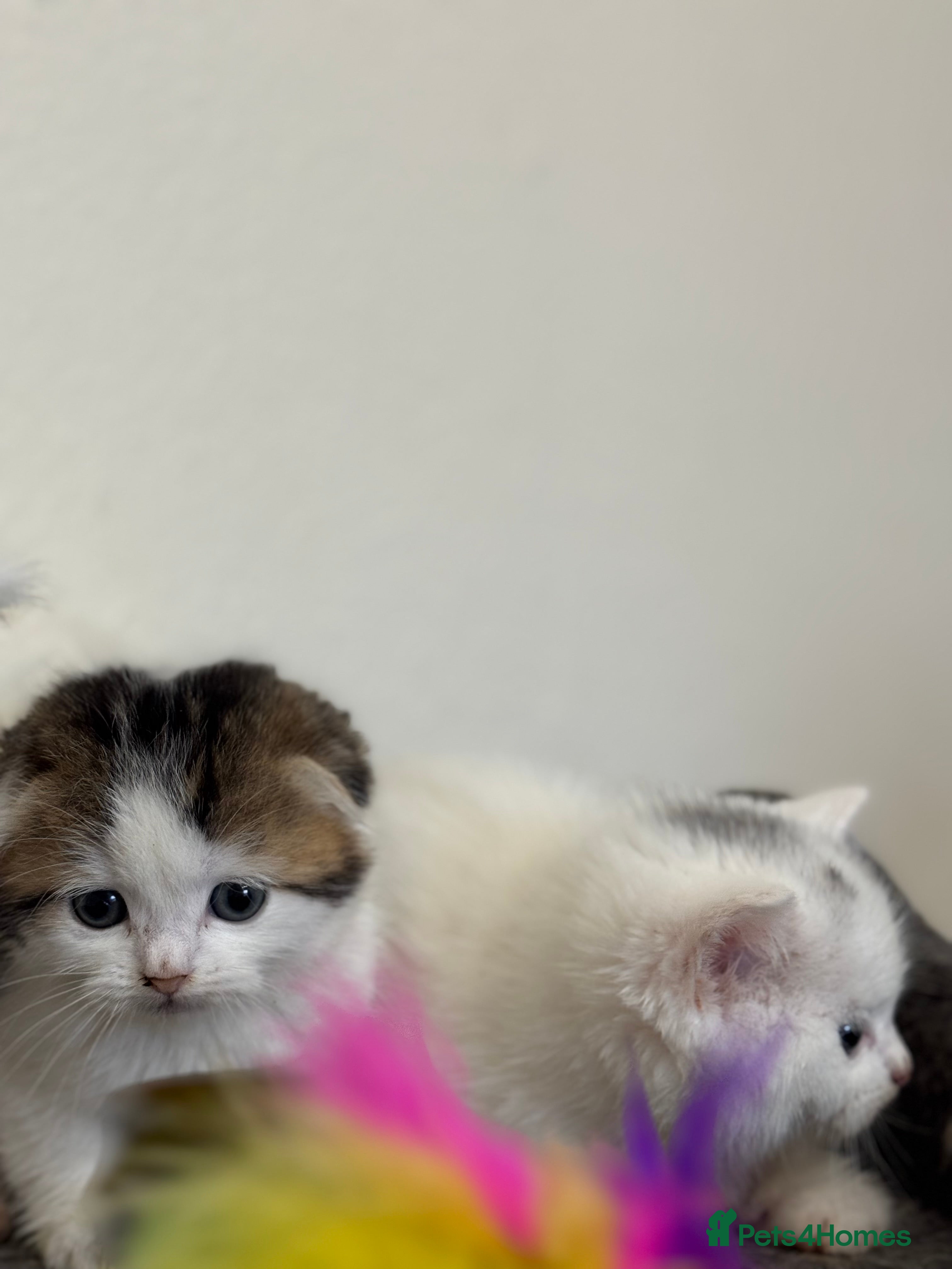 Scottish Fold cats Kittens - Advert 1