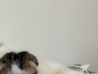 Scottish Fold cats Kittens - Advert 2