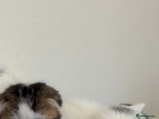 Scottish Fold cats Kittens - Advert 10