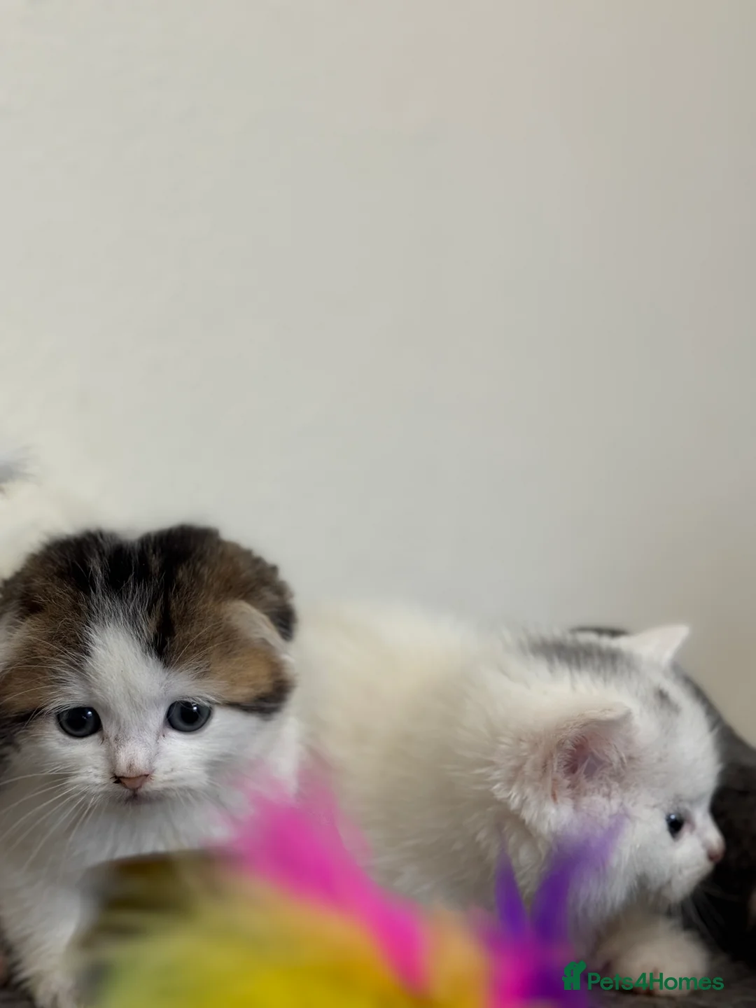 Scottish Fold cats for sale: Kittens - Advert 1