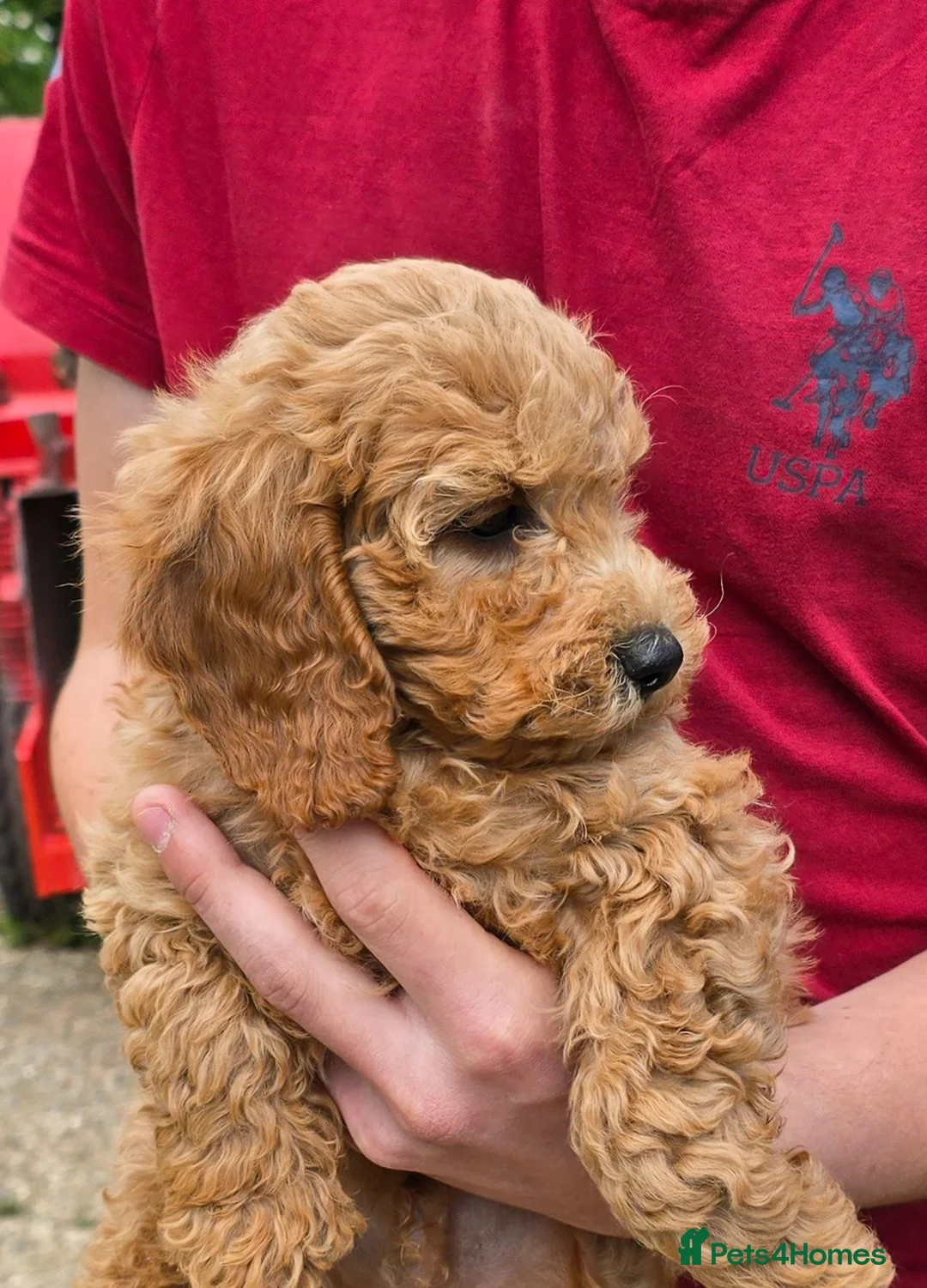 Cockapoo dogs for sale: F2b Cockapoo - Advert 2