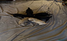 Cockapoo dogs for sale: Cockerpoo puppies 3 girls 3 boys - Image 3