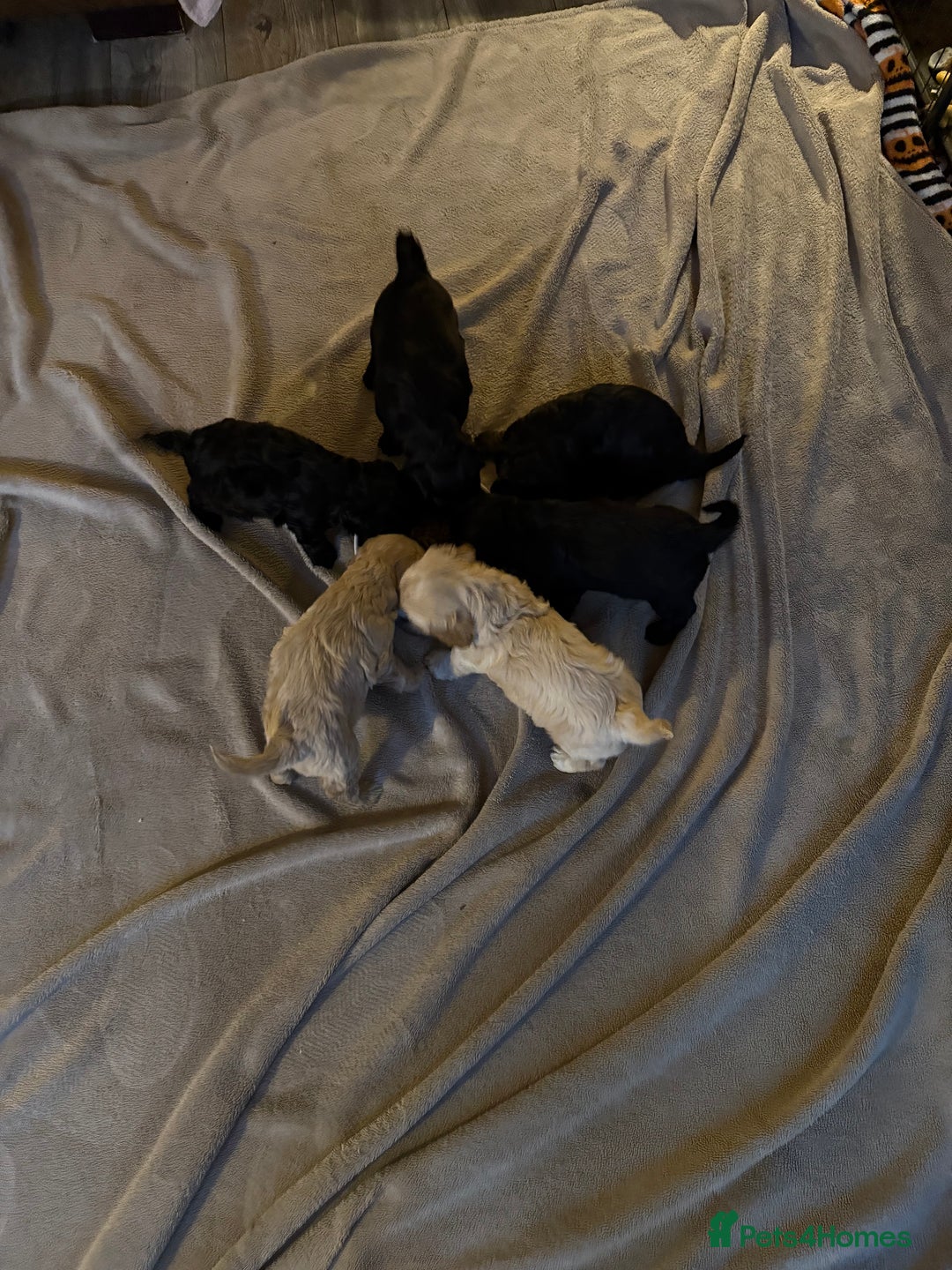 Cockapoo dogs for sale: Cockerpoo puppies 3 girls 3 boys - Image 3