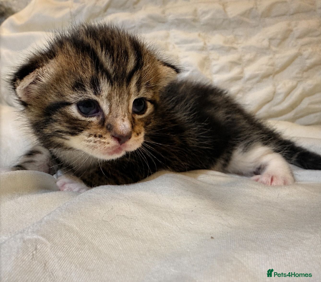 Turkish Angora cats 🐾 Exceptional Turkish Angora x Kittens in Belper - Advert 12