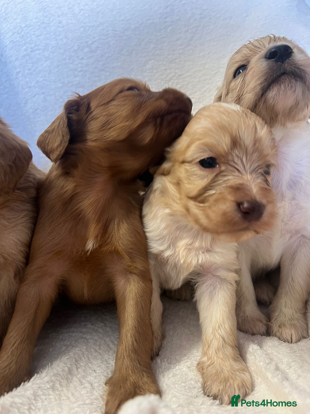 Cockapoo dogs for sale: Stunning cockapoo puppies  - Image 4