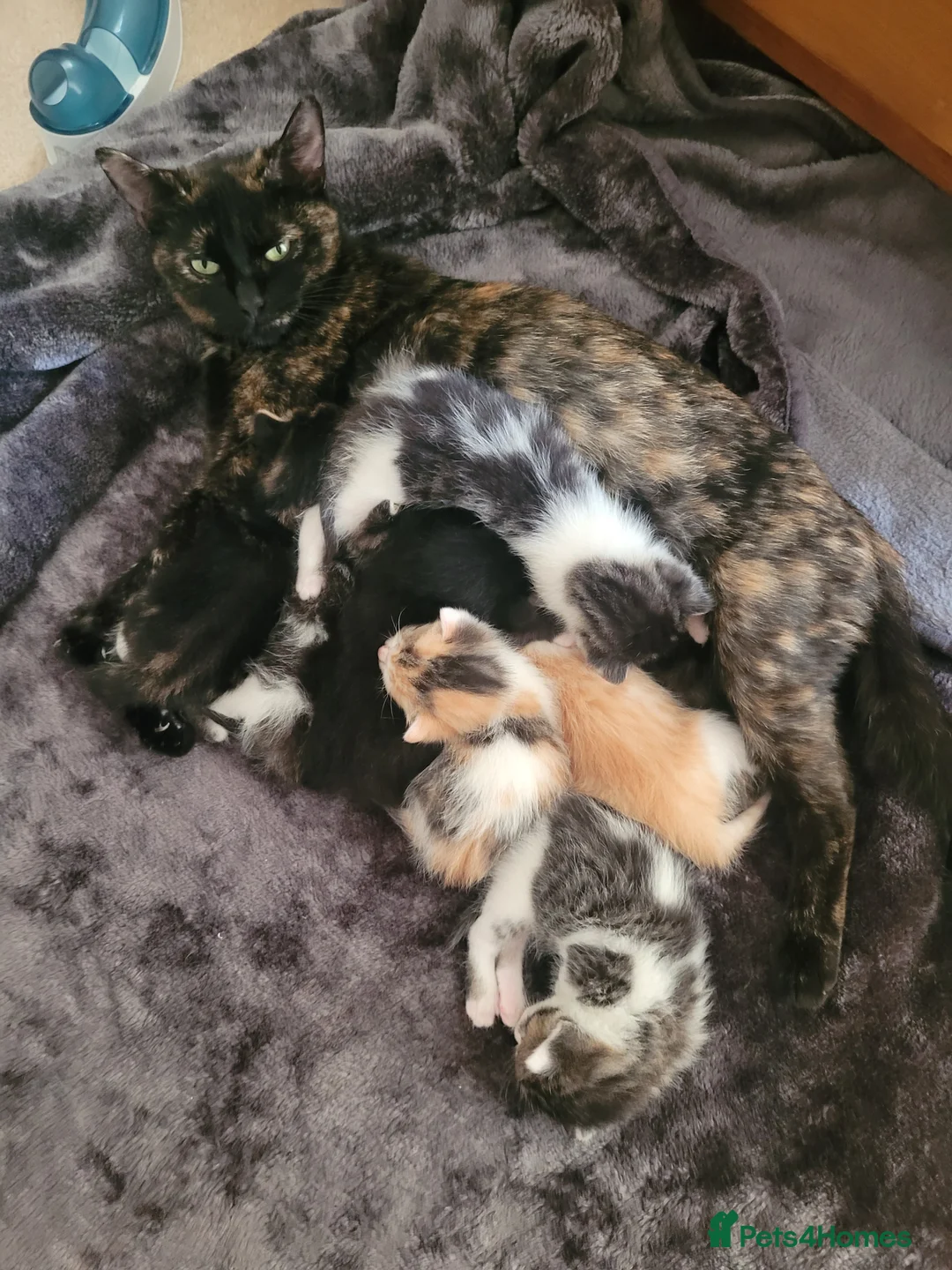 Mixed Breed cats for sale: 2 girls and one boy kittens - Advert 10