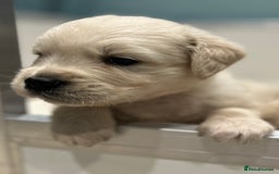 Golden Retriever dogs for sale: Stunning quality golden retriever puppies - Advert 19