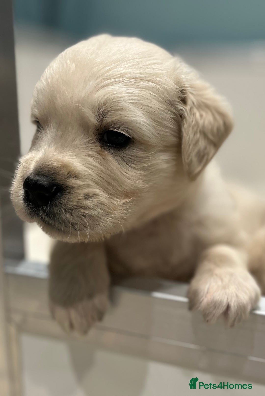 Golden Retriever dogs for sale: Stunning quality golden retriever puppies - Advert 19