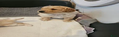 Cockapoo 1