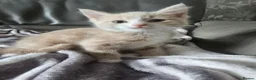 Mixed Breed cats for sale: 2 stunning male kitten (grey & pale ginger) - Advert 4