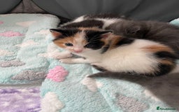 Domestic Shorthair cats for sale: Four kittens, 4 weeks old - Image 10
