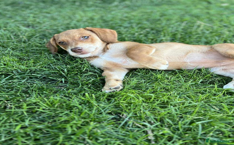 Mixed Breed dogs - Advert 2
