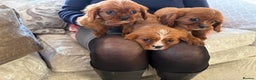 Cavalier King Charles Spaniel dogs for sale: Cavalier King Charles pups  - Advert 16