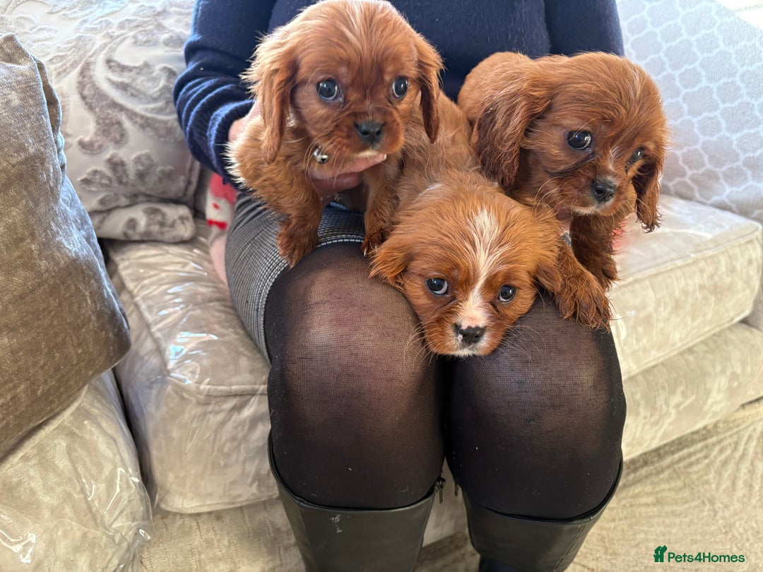 Cavalier King Charles Spaniel dogs for sale: Cavalier King Charles pups  - Advert 16