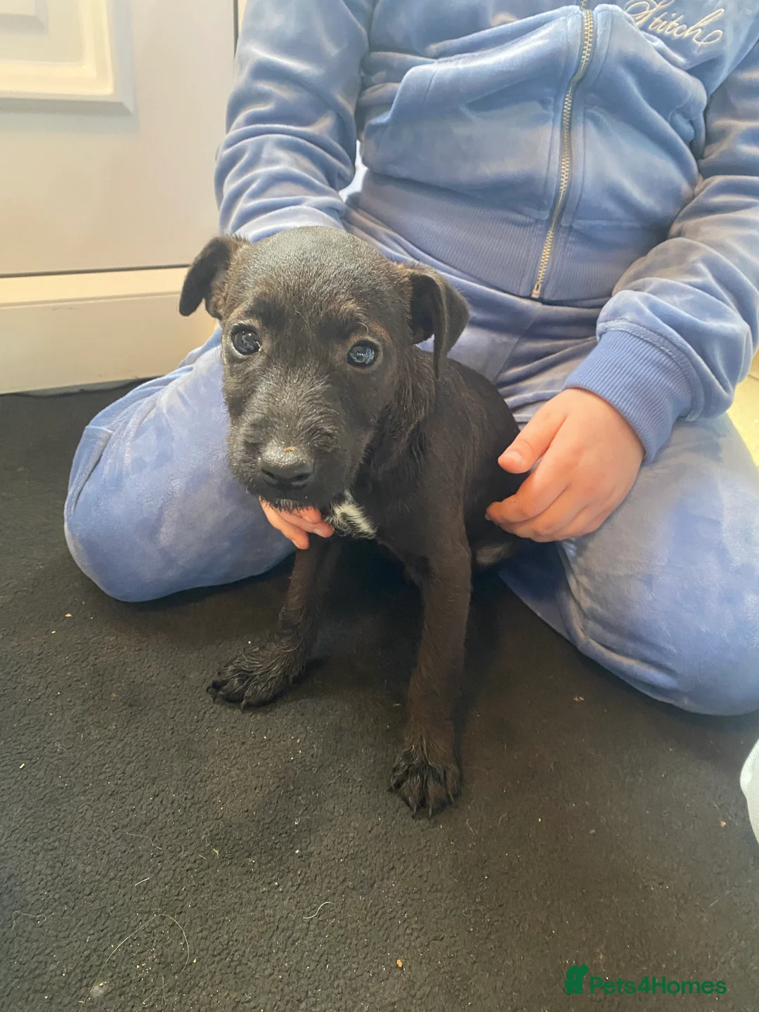 Patterjack dogs for sale: Adory Jack Russell puppies x patterdale  - Advert 3