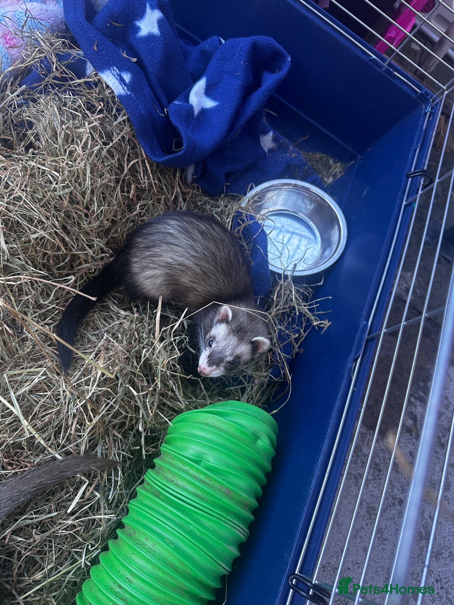 Ferret rodents for sale: 2 female ferrets  - Advert 3