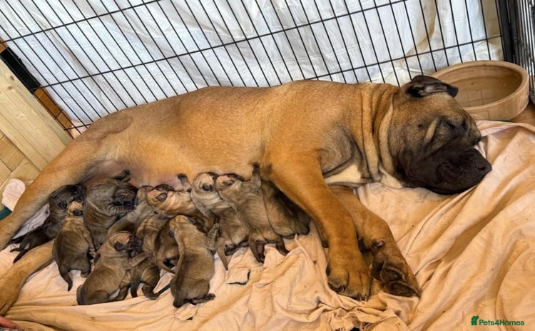 Presa Canario dogs - Advert 1
