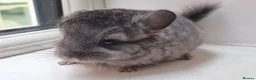 Chinchilla rodents for sale: Pedigree Male Ebony Chinchilla Kit - Advert 6