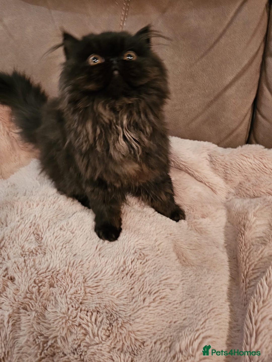 Persian cats for sale: Stunning Persian girl  - Advert 23