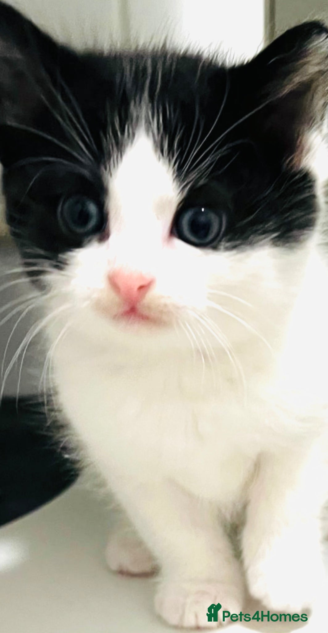 Mixed Breed cats ROMY’S RACY RASCALS ❤️ - Advert 1