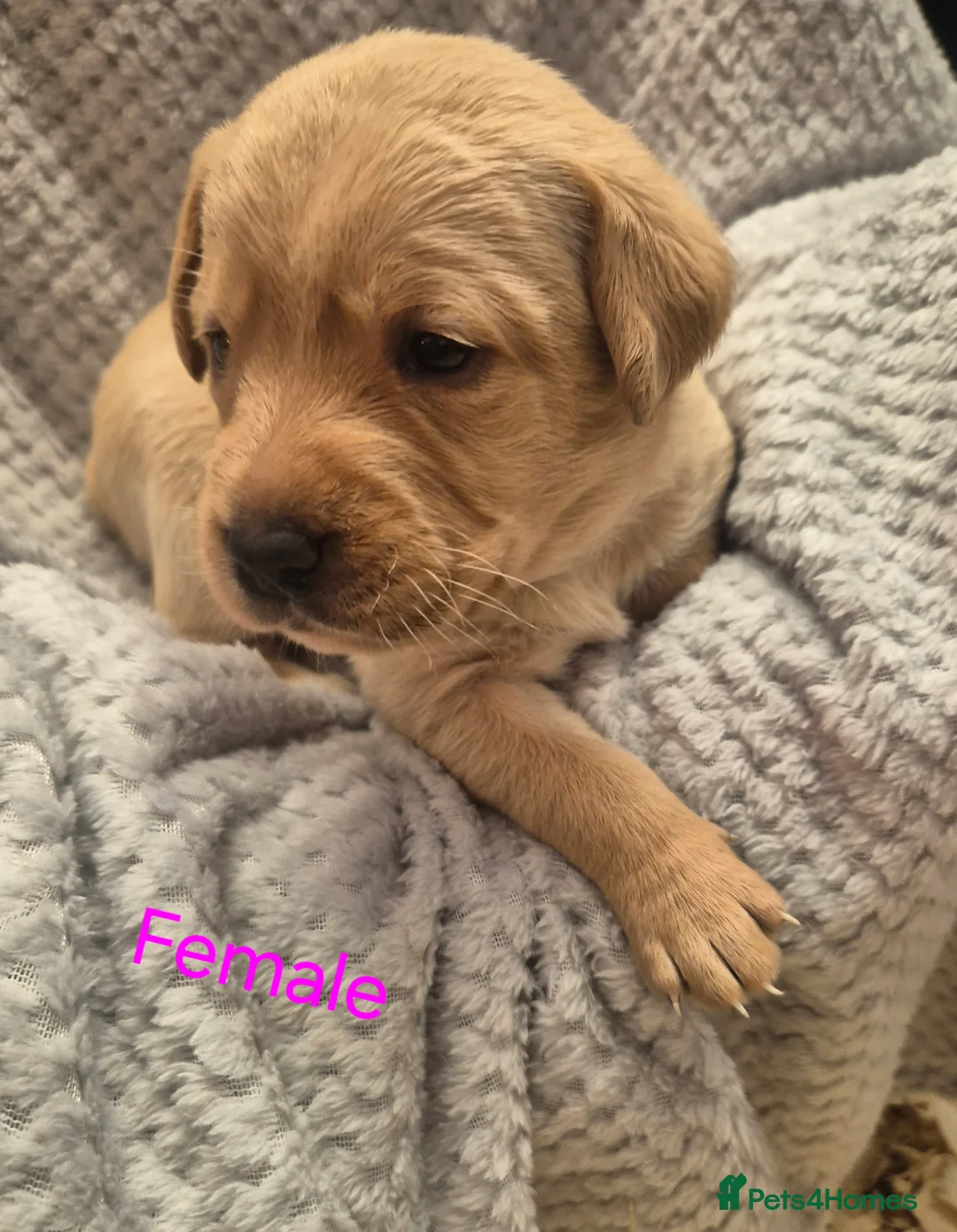 Labrador Retriever dogs for sale: Kc registered Labrador puppies  - Advert 7