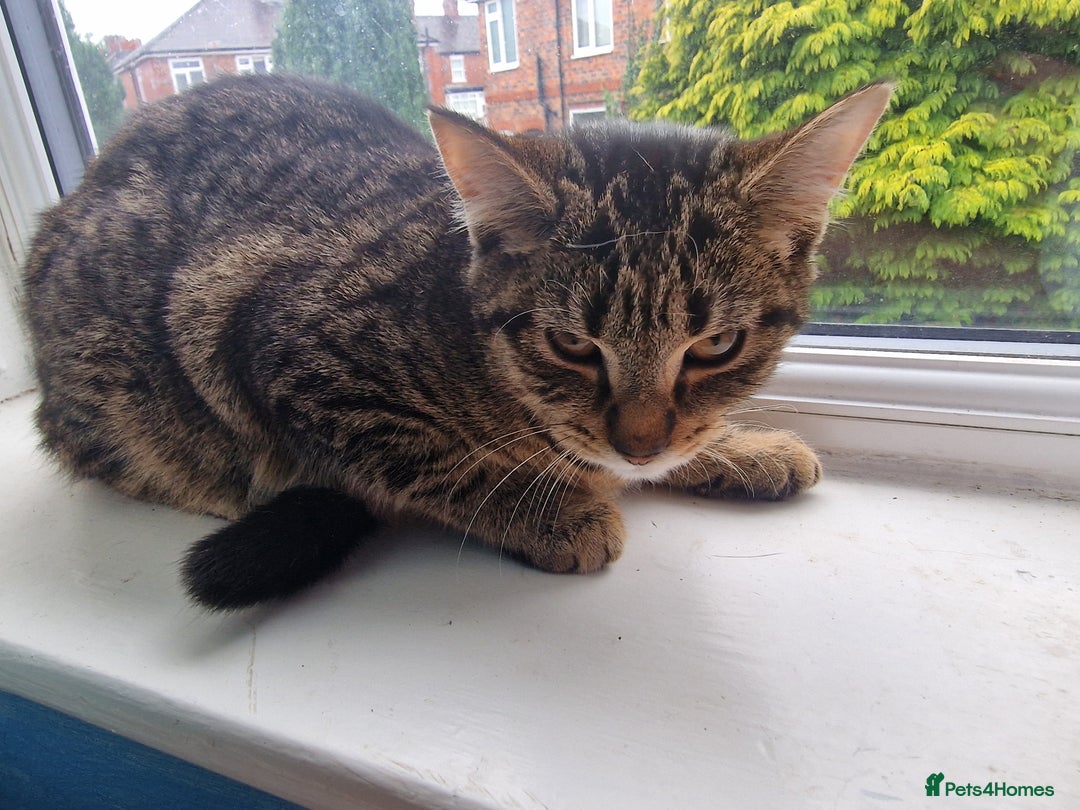 Mixed Breed cats for sale: Kitten - Advert 1