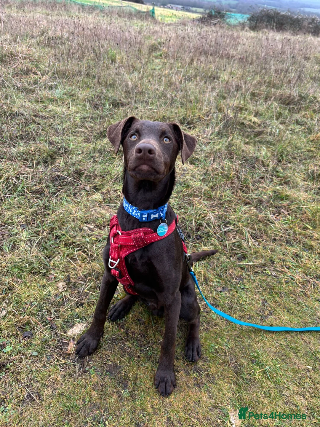 Mixed Breed dogs for sale: Lovely Buttons needs his family  - Advert 4