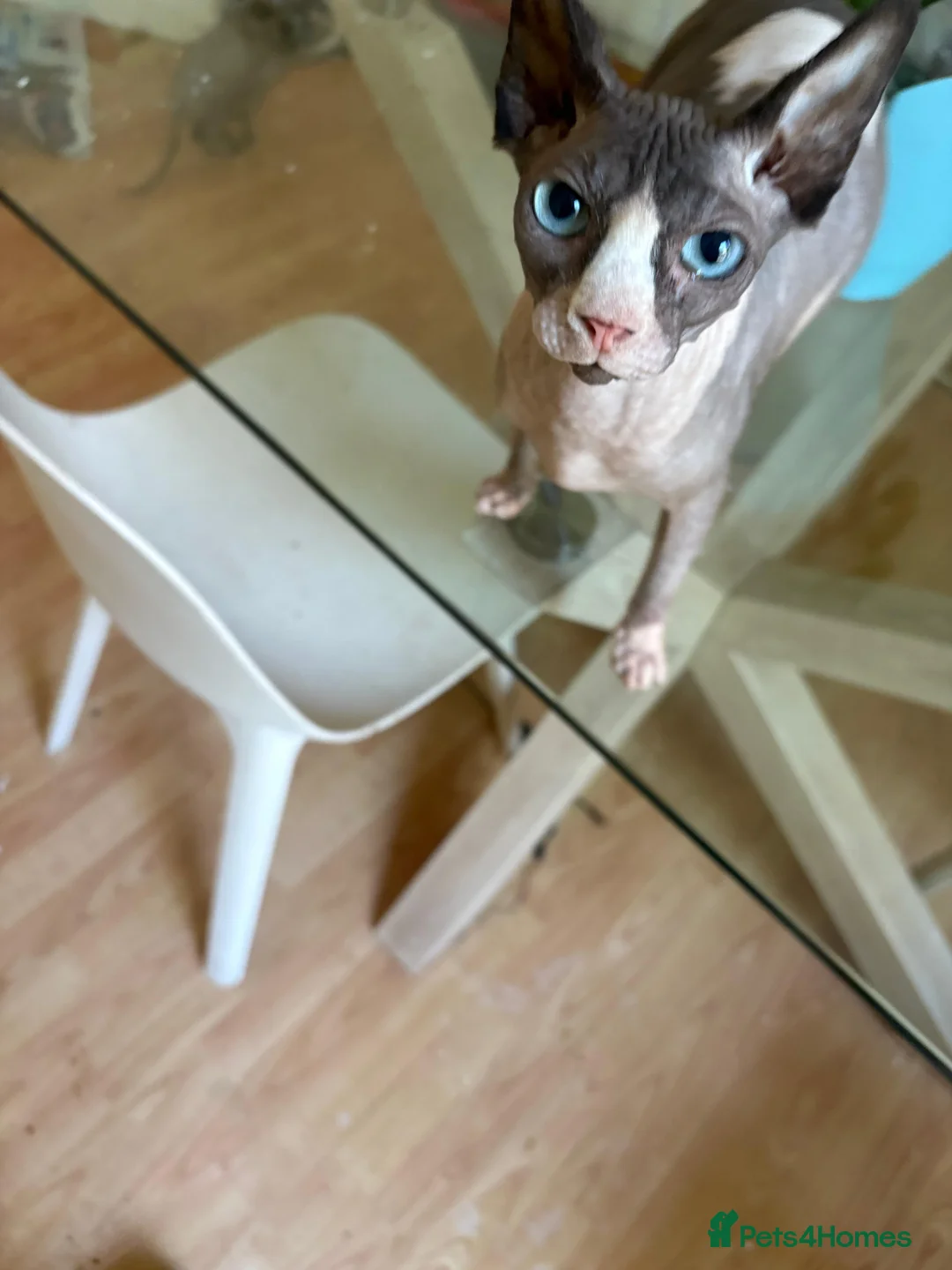Exotic cats for sale: Beautiful Bonded Sphynx cats Mother & Daughter  in London - Advert 2