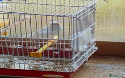 Canaries birds for sale: Canaries for sale - Image 3