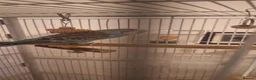 Budgerigars birds for sale: 4 Breeding pair of budgies and chicks in London - Advert 22