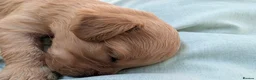 Cavapoo dogs for sale: Last Boy F1 Toy Cavapoo Puppy  - Advert 17