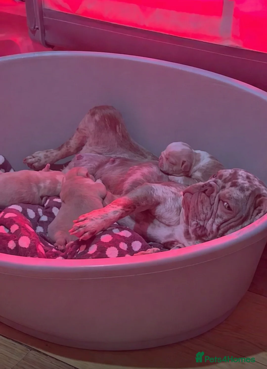 French Bulldog dogs for sale: FRENCH BULLDOGS FOR SALE - Advert 21