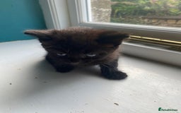 Bengal cats for sale: Five super friendly and fun kittens  - Image 5